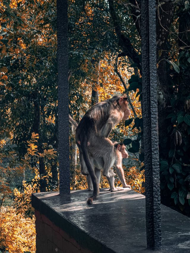 Dandeli — location photo 2
