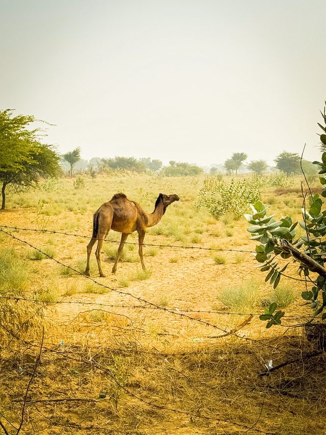 Jaisalmer — location photo 3