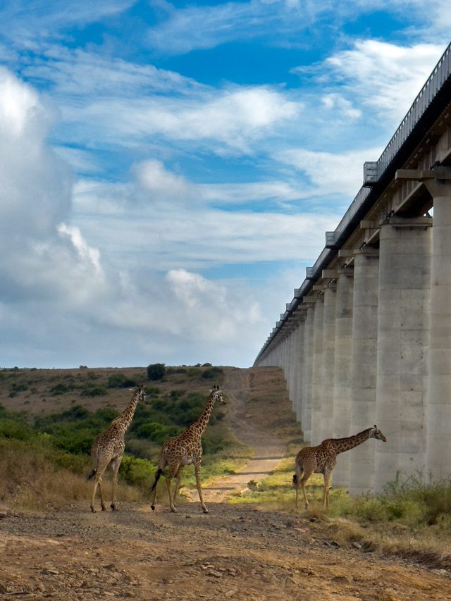 Nairobi — location photo 4